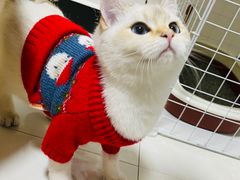 -屋虎猫馆(宝安大仟里店)