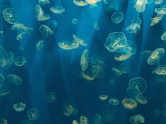 -成都浩海立方海洋公园