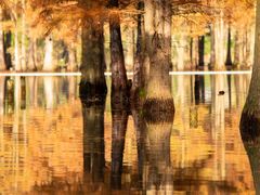 -白鹭湾湿地公园