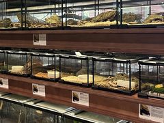 -帕帕拉兹宠物(亚洲旗舰店)