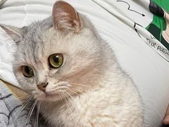 -宠爱国际动物医院· 猫科· 外科·中兽医(长白店)