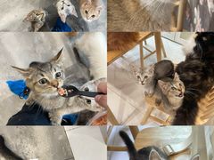 -楼上猫咖(罗湖店)