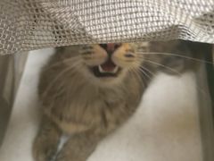 -安安宠医宠物医院·异宠·犬猫内科(岳阳分院)