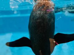 -帝企鹅自助餐厅•儿童岛•真企鹅(长隆企鹅酒店)