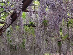 -嘉定紫藤园
