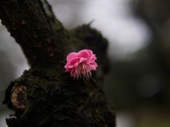 -白塘生态植物园