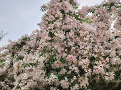 -老君堂公园