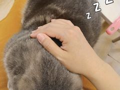 -猫咪派对(江南西店)