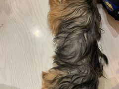 -浣熊柯尔鸭土拨鼠·电玩咖