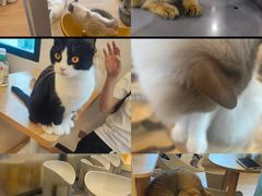 -有喵·猫咖·狗咖·30几只猫10只小狗(岗厦店)