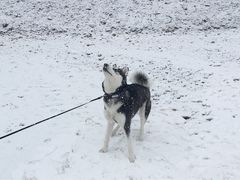 -太子岭滑雪场