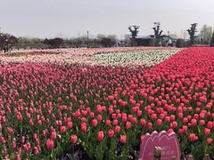 -荷兰花海