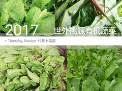 时令有机蔬菜及野菜-武汉世外桃源农庄