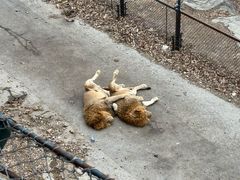 -大连森林动物园