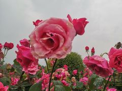 -都江堰玫瑰花溪谷