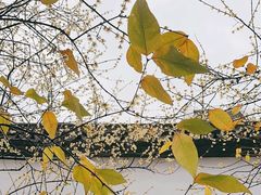 -胡雪岩故居
