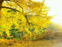 -南雄冯屋银杏山庄
