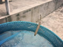 -碓臼峪自然风景区