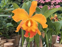 -石家庄市植物园