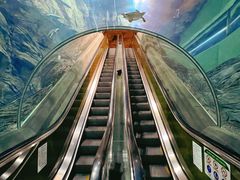 -上海海洋水族馆