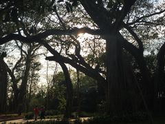 -瑞丽独树成林风景区