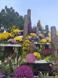 -頤霞古方美容养生