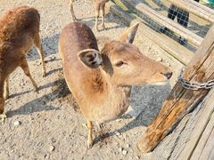 -苏州太湖西山岛开心农场