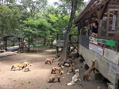 -宫城藏王狐狸村