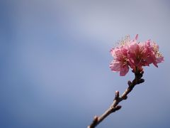 -顾村公园