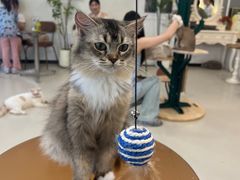 -共舞时光猫咖·狗咖(新街口店)