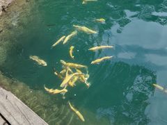 -山妹子铁锅炖