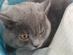 -纳吉亚猫专科动物医院·北北分院