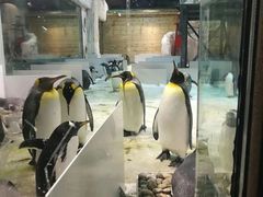 -大连圣亚海洋世界