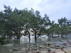 -宝安西湾红树林湿地公园