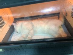 -瑞派宠物医院(锦江店)