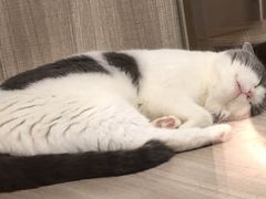 -飞行喵MR PILOT|猫舍·猫咖(静安大融城店)