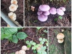 -武陵山森林公园