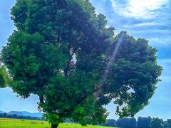 -山明水秀大饭店