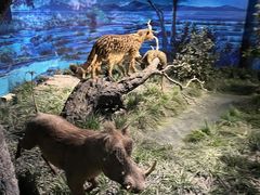 -国家自然博物馆