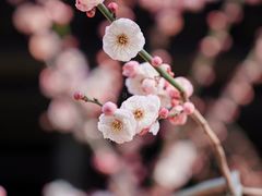 -红梅公园