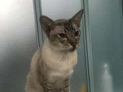 -安格丽娜·狗咖·猫咖羊驼咖(春熙路百盛商场店)