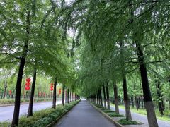 -上海长兴岛郊野公园