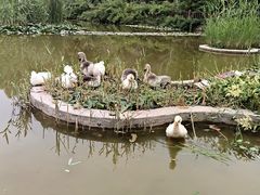 -洛阳市牡丹公园