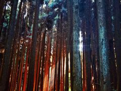 -武陵山森林公园