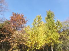 -南京老山国家森林公园