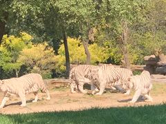 -北京野生动物园