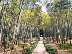 -大奇山国家森林公园