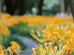 -杭州植物园