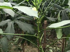 -乌村