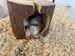 -怪兽屋·羊驼·猫咖·狗咖(俊华广场店)